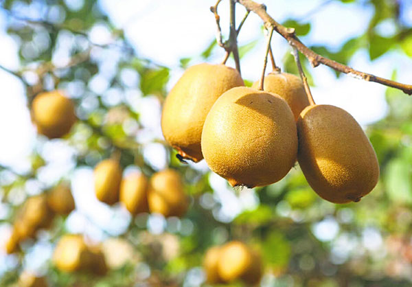 圖片默認標題_fororder_2